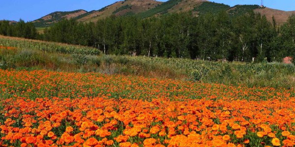 TOUR MÔNG CỔ RÚT GỌN 5 NGÀY 4 ĐÊM BAY THẲNG TỪ TP HỒ CHÍ MINH (SÀI GÒN) HÀ NỘI ULAANBAATAR MÙA HÈ TUYỆT ĐẸP TRÊN NHỮNG THẢO NGUYÊN 