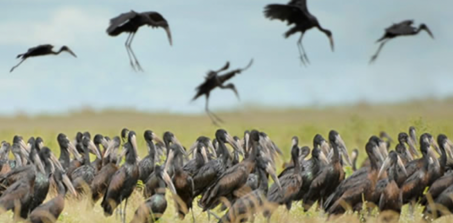 HÀNH TRÌNH KHÁM PHÁ CHÂU PHI ĐỘC LẠ KENYA-TAZANIA VỚI NHIỀU TRẢI NGHIỆM VĂN HÓA CON NGƯỜI NƠI TẬN CÙNG SỰ HOANG DÃ SINH TỒN CỦA ĐỘNG VẬT TRONG TỰ NHIÊN TOUR 11 NGÀY 10 ĐÊM TỪ HÀ NỘI TP HCM 