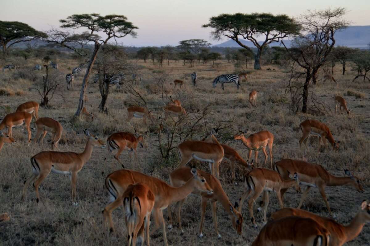 HÀNH TRÌNH KHÁM PHÁ CHÂU PHI ĐỘC LẠ KENYA-TAZANIA VỚI NHIỀU TRẢI NGHIỆM VĂN HÓA CON NGƯỜI NƠI TẬN CÙNG SỰ HOANG DÃ SINH TỒN CỦA ĐỘNG VẬT TRONG TỰ NHIÊN TOUR 11 NGÀY 10 ĐÊM TỪ HÀ NỘI TP HCM 