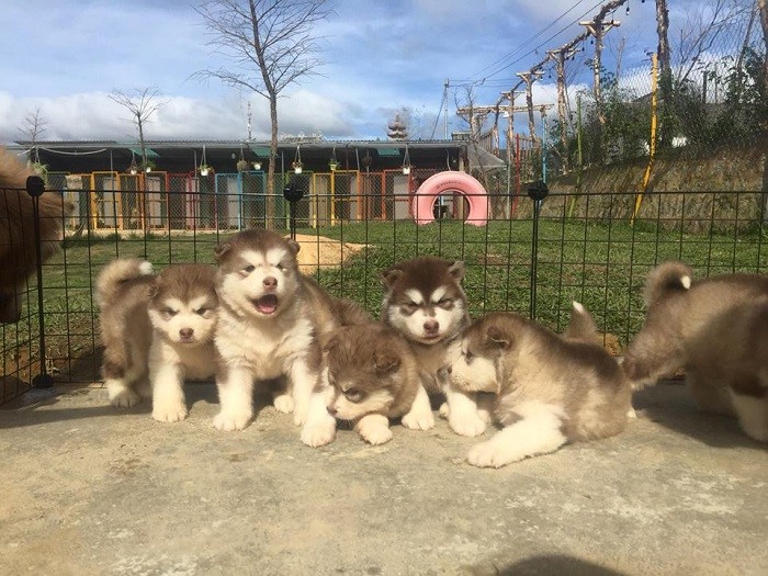 HÀ NỘI - ĐÀ LẠT - NÔNG TRẠI CÚN LANG BIANG - CHÙA LINH PHƯỚC