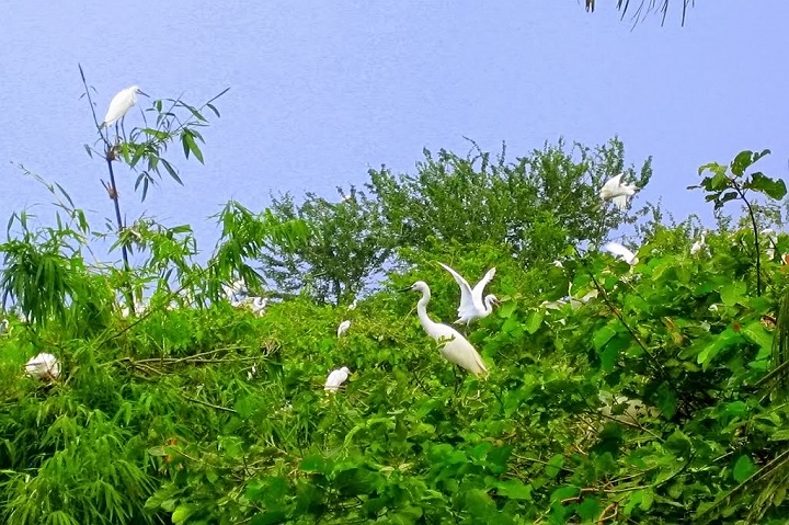  TOUR MIỀN TẦY TỪ HÀ NỘI - CẦN THƠ-BẠC LIÊU-CÀ MAU-RỪNG TRÀM TRÀ SƯ CHÂU ĐỐC